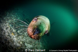 A whiskery close up. A Stellar Sea Lion closes in for a w... by Marc Damant 
